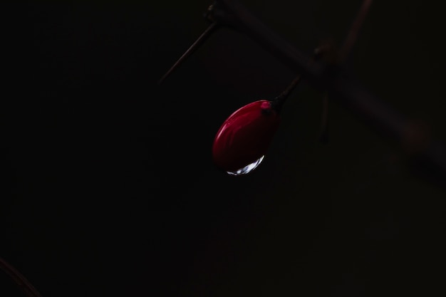 Water drop on flower bud