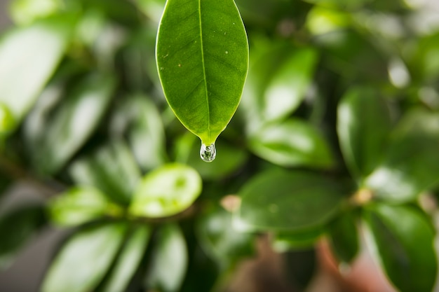 Капля воды на листе