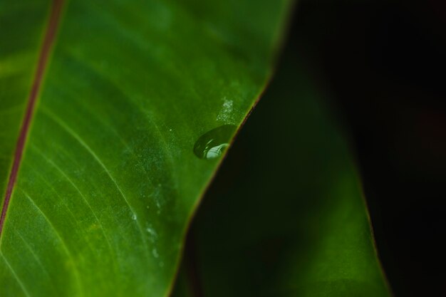 Water drop onleaf