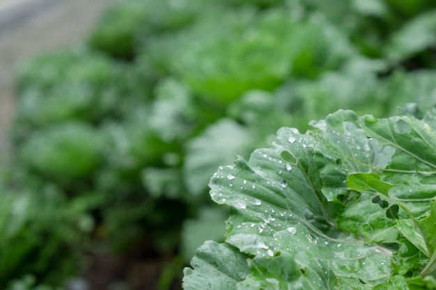 water drop on vegetable