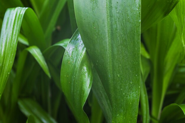 젖은 녹색 잎 표면에 물방울