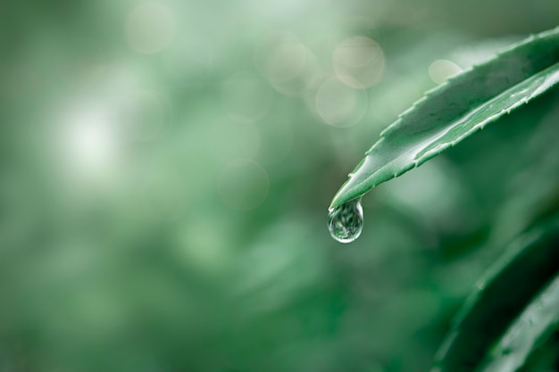 Капля воды на фоне зеленых листьев