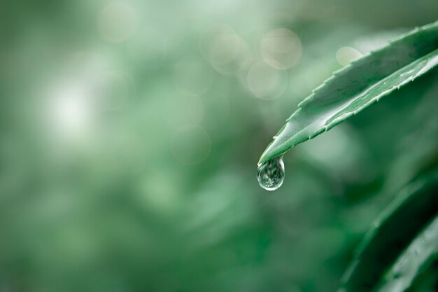 緑の葉の背景に水滴