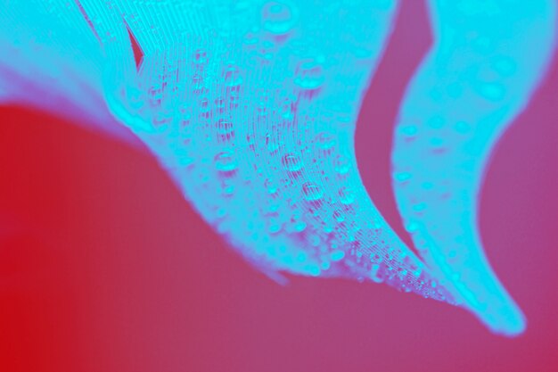 Water droplets on blue bird plume against red backdrop