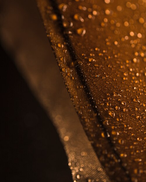 Water droplets on the brown feather surface against blurred backdrop