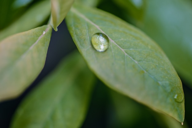 Free photo water droplets on leaves