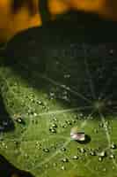 Бесплатное фото Капли воды на зеленом листе