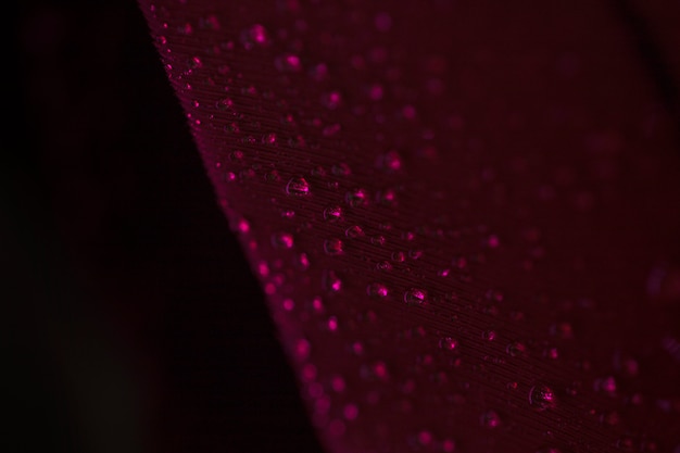 Water droplets on purple textured plume against black background