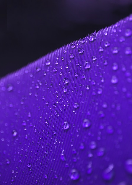 Water droplets on the surface of purple feather against black background