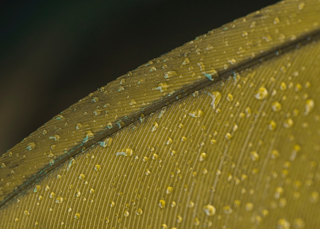 Foto gratuita gocce d'acqua su sfondo giallo superficie