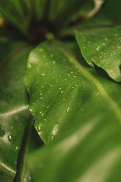 Water drops on green leaf