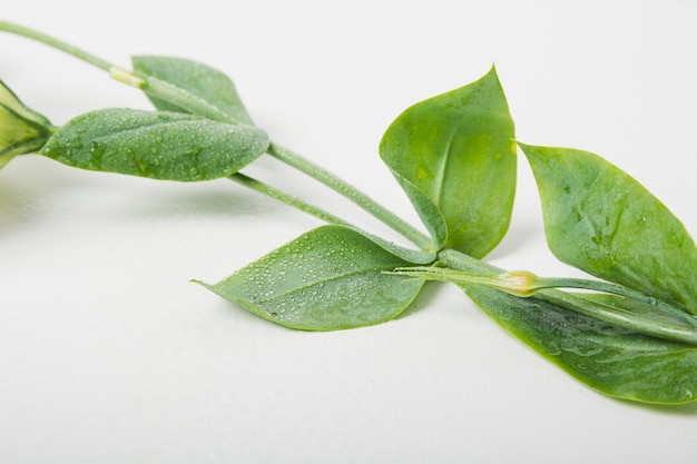 Water drops on leaves over the white background