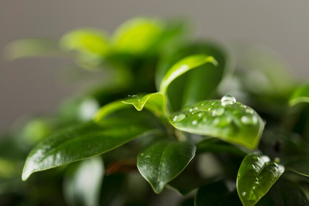 Water drops on leaves