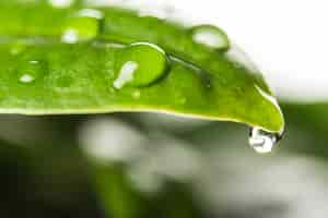 Free photo water drops on leaves