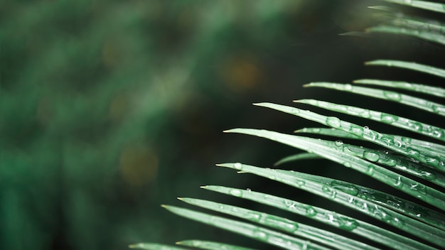 Water drops on palm leaf