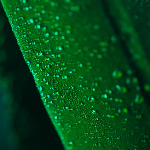 Water drops on the surface of green plumage