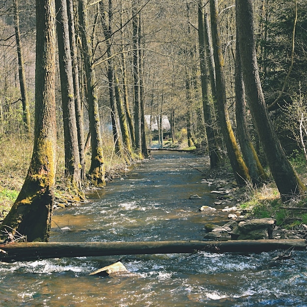 "Water flowing between trees in forest"