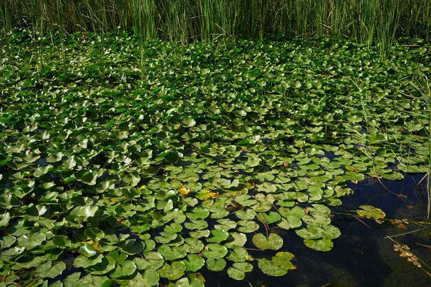 Water lilies on lake