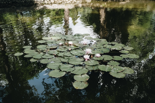 無料写真 トランシルバニアのドラキュラ城の庭にある湖のスイレン