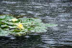 Foto gratuita ninfee sotto la pioggia