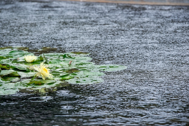 Foto gratuita ninfee in un giorno di pioggia