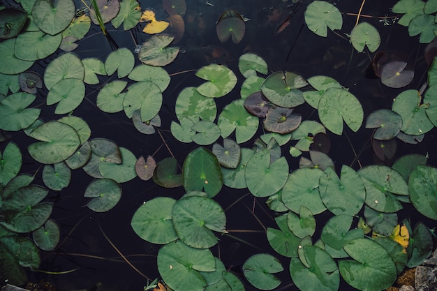 Water lilies on water
