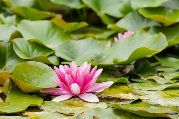 Water lilies