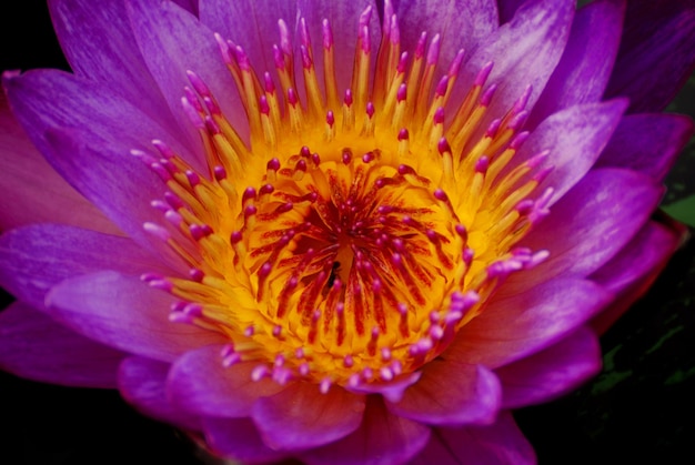 Water lily closeup
