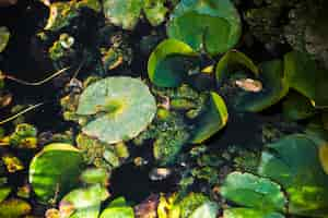 Free photo water lily leaves in pond