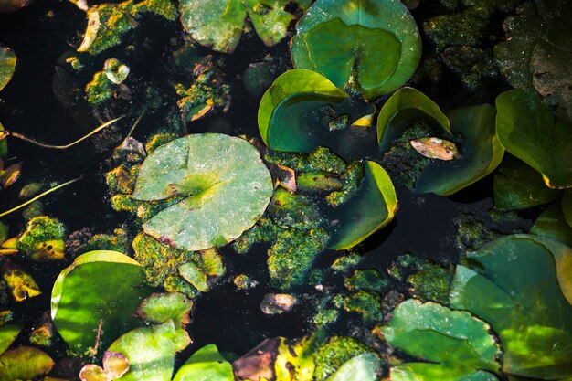 Water lily leaves in pond