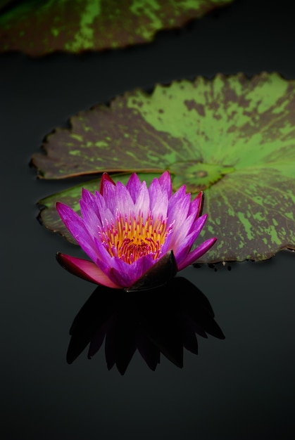 Free photo water lily with reflection