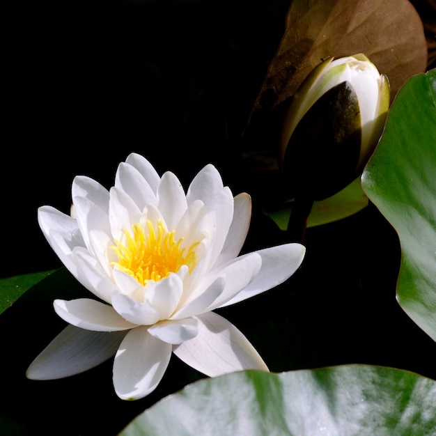 Water lily