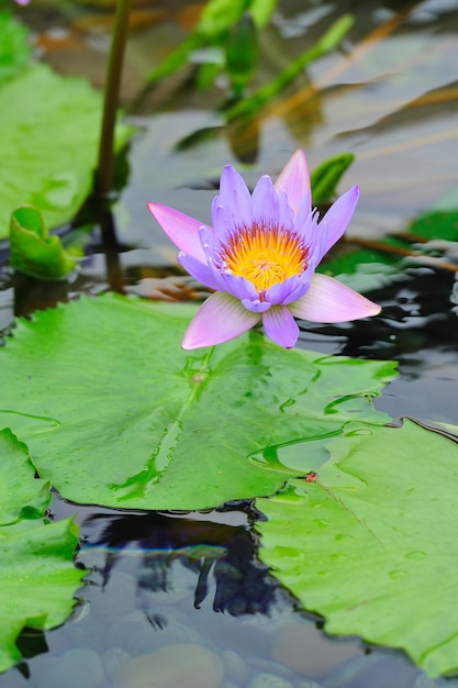 Free photo water lily