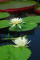 Free photo water lily