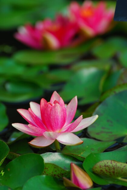 Water lily