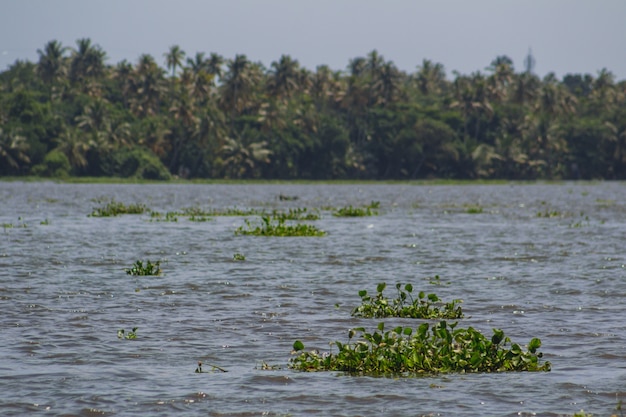 Water plants