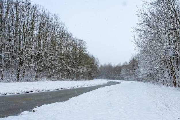 Water stream in the middle of snowy fields with trees covered in snow