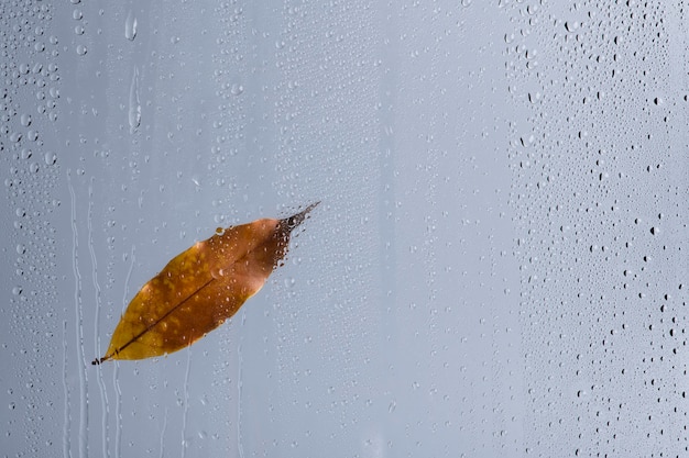 Water texture background, brown leaf on glass window