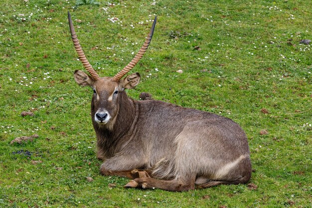 草の上に横たわるウォーターバックの大きなカモシカ