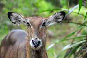 Free photo waterbuck in the nature