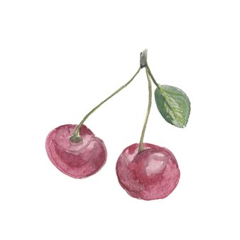 Watercolor cherry. hand-drawn watercolor illustration of two red berries of a cherry on a green twig with a leaf. isolated on a white background.