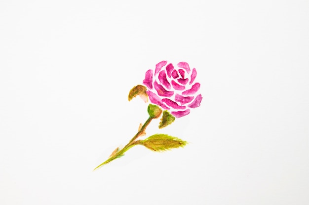 Primo piano del disegno della rosa dell'acquerello