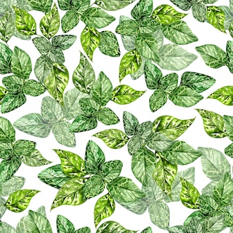Акварель бесшовные модели с зелеными листьями мяты на белом фоне