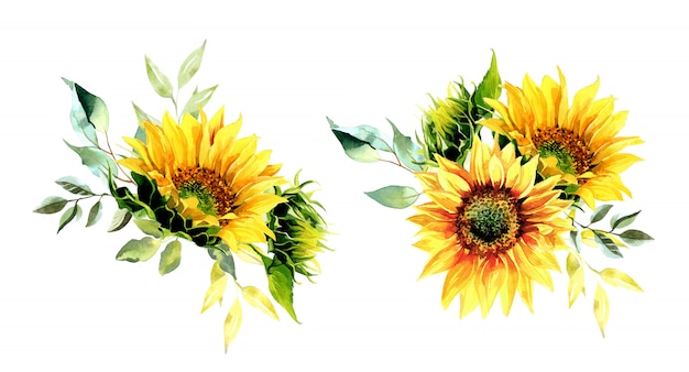 Watercolor sunflower bouquets illustration.