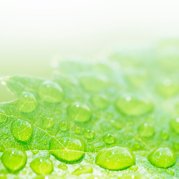 Waterdrops in a leaf