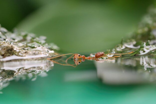 Weaver ants are trying to cross through a puddle