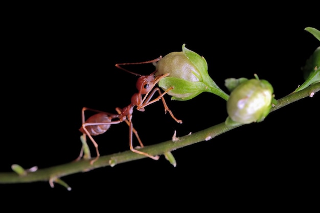 weaver ants on the leaves are eating the fruit weaver ants closeup on green leaves