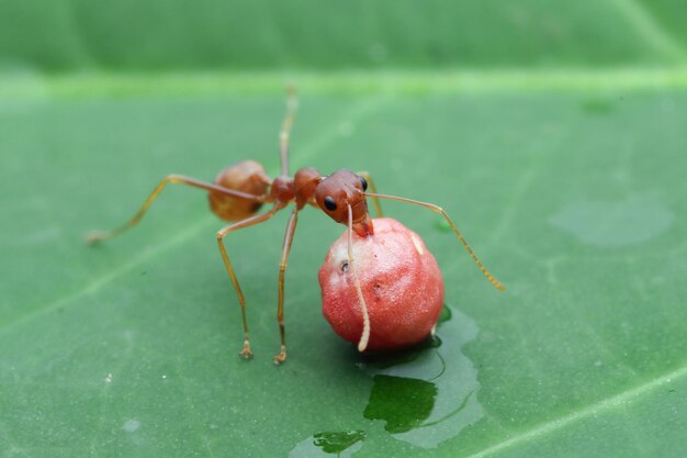 잎에 직공 개미가 과일을 먹고 있다 녹색 잎에 직공 개미 근접 촬영