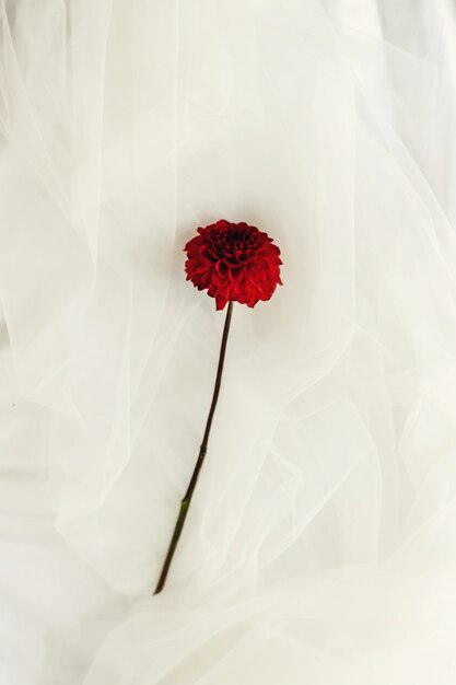 wedding bow flora celebration cotton
