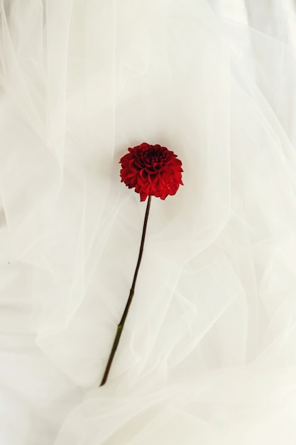 結婚式の弓の植物のお祝いの綿